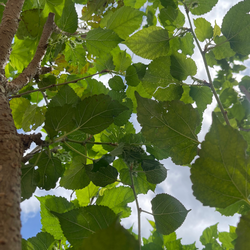 Untitled design-3 Untitled design-3