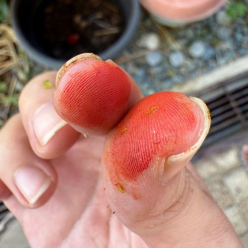 annatto4